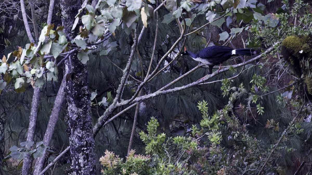 Horned Guan - Robert Tizard