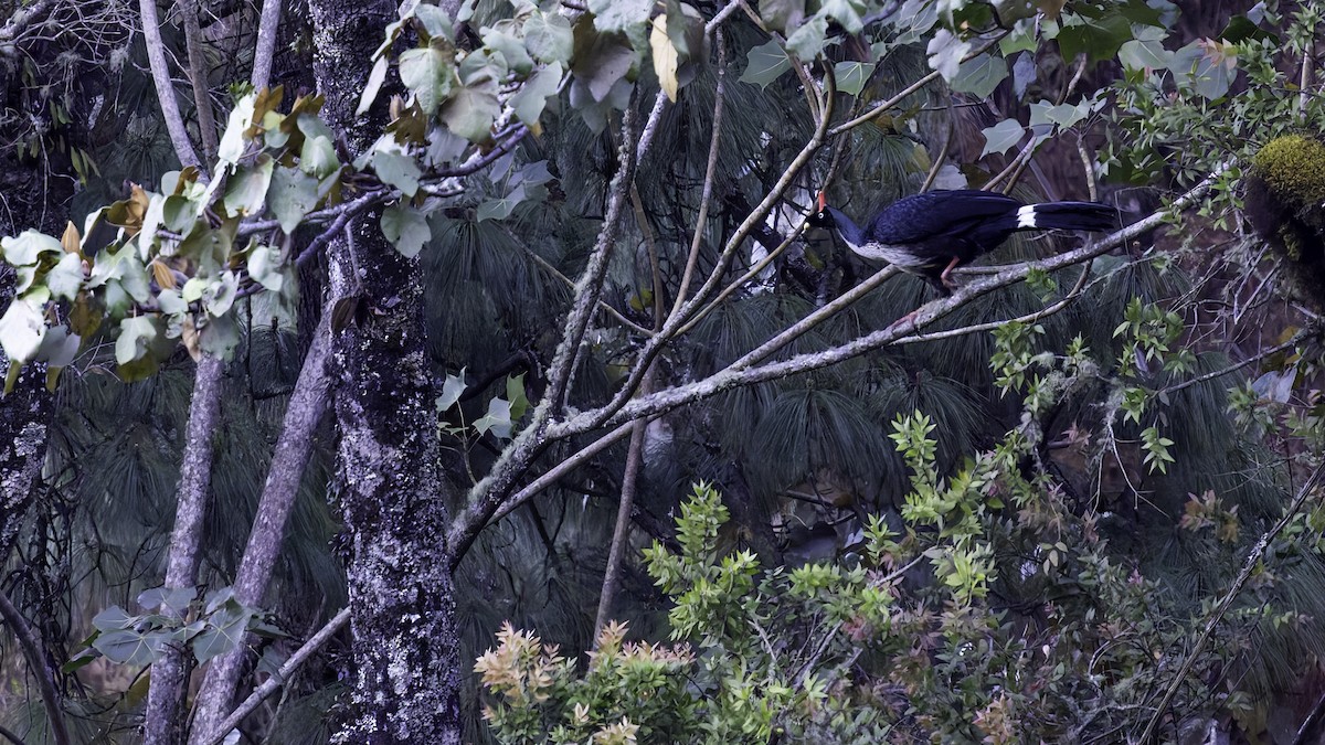 Horned Guan - ML622917076