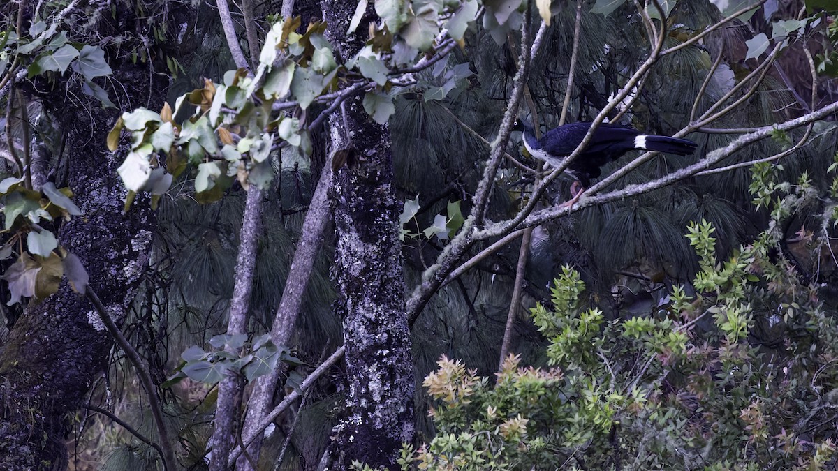 Horned Guan - ML622917078