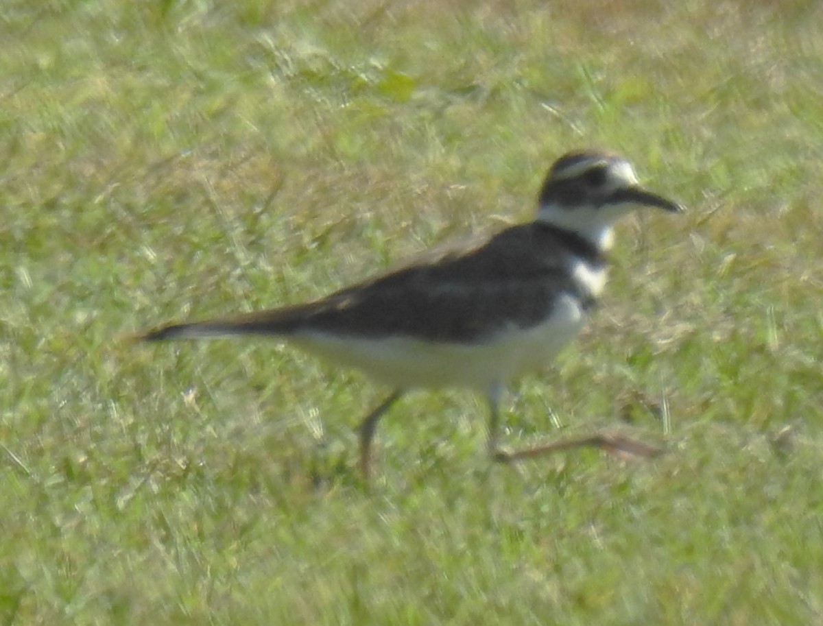 Killdeer - Harry Colestock