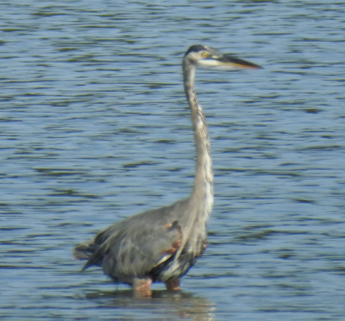 Great Blue Heron - ML622917099