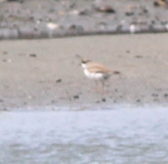 Piping Plover - Robert Johnson