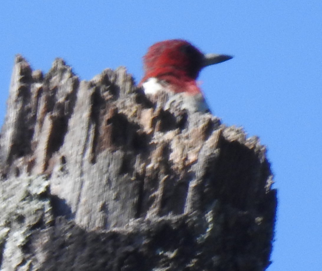 Red-headed Woodpecker - ML622917113