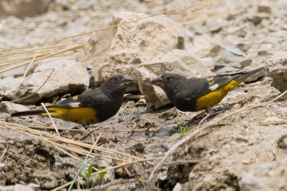 White-winged Grosbeak - ML622917132