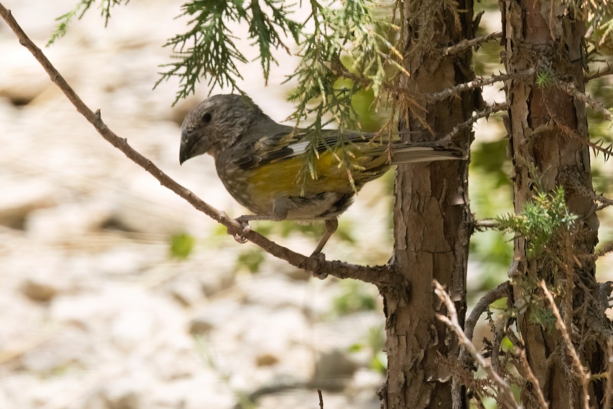 Gros-bec à ailes blanches - ML622917133