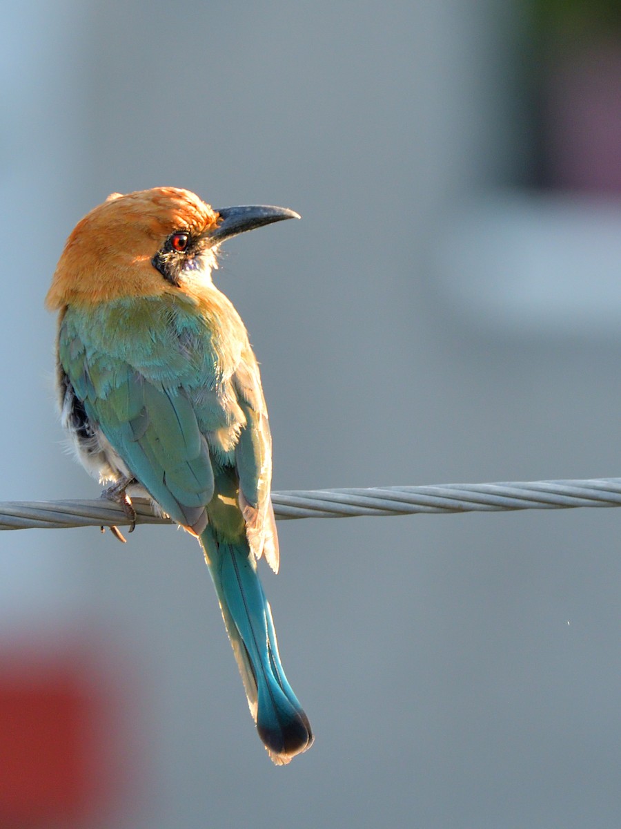 Russet-crowned Motmot - Isain Contreras