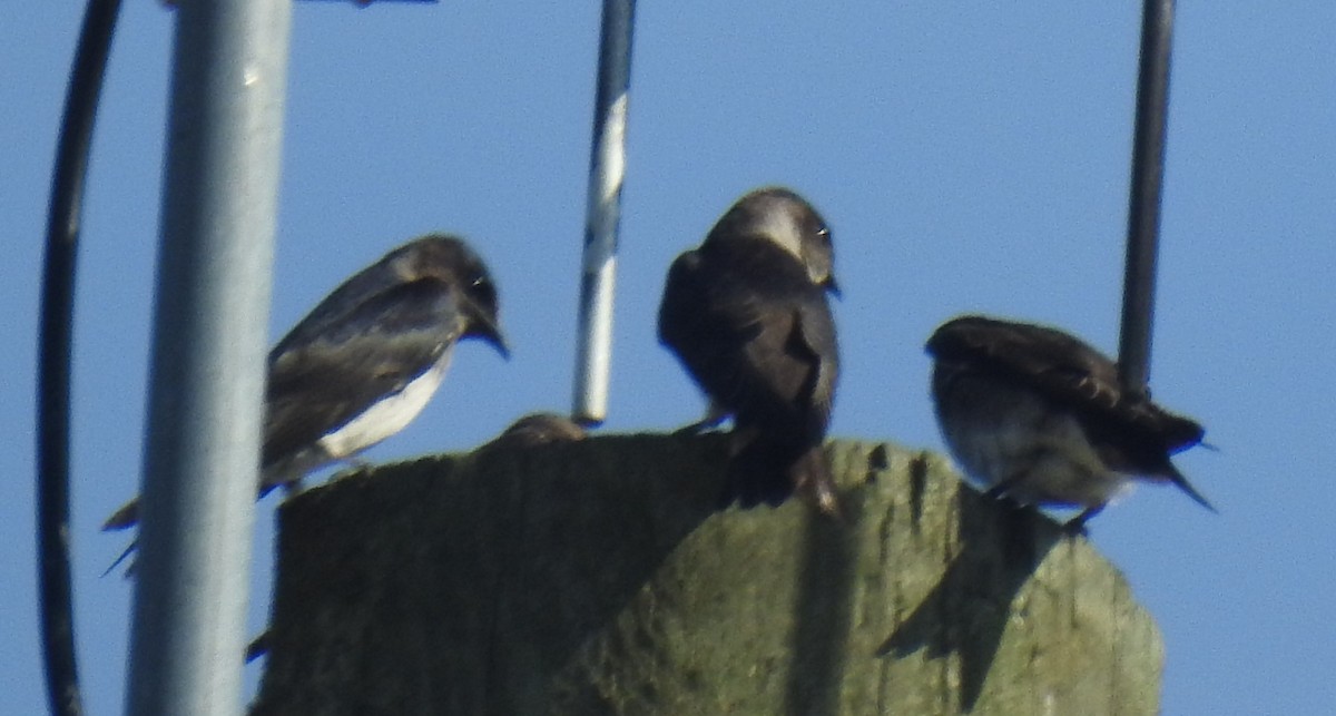 Purple Martin - ML622917201