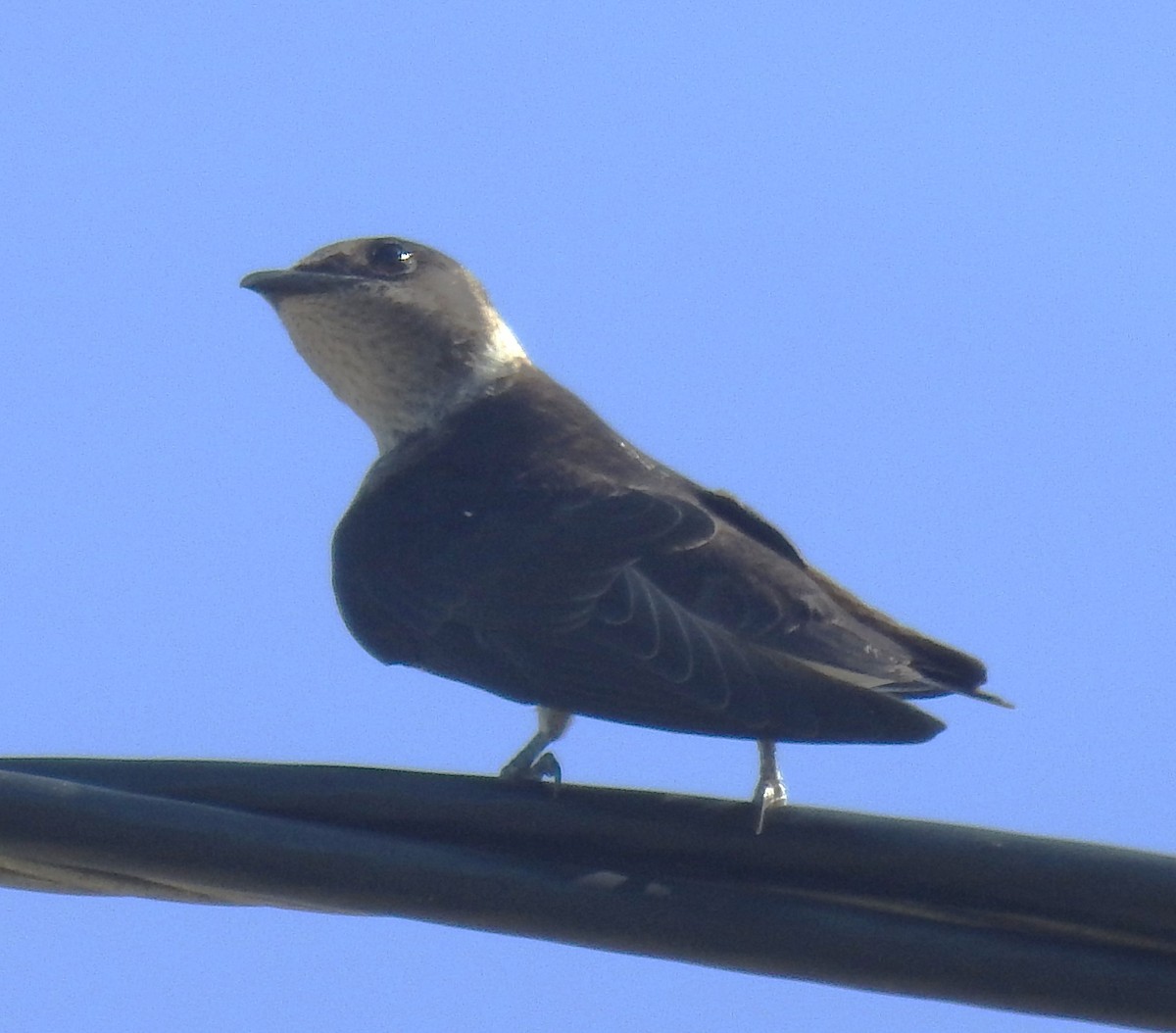 Purple Martin - ML622917202