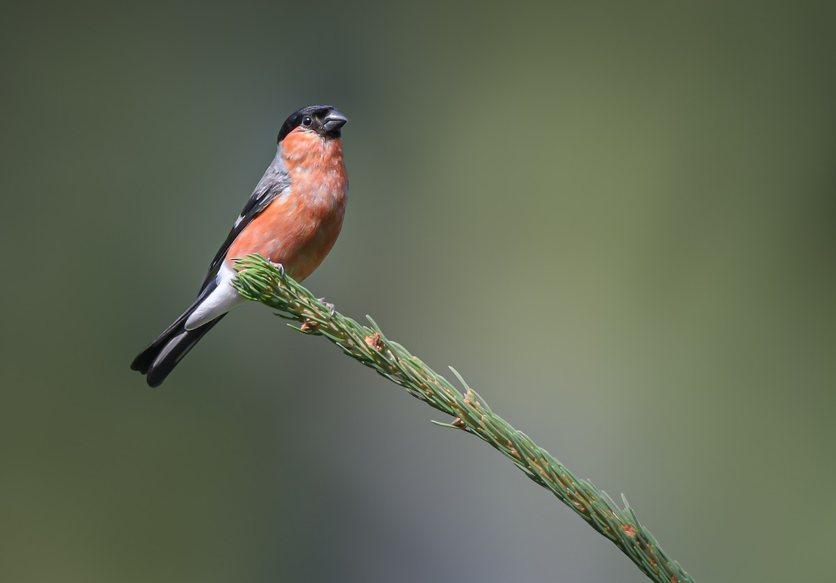 Eurasian Bullfinch - ML622917212