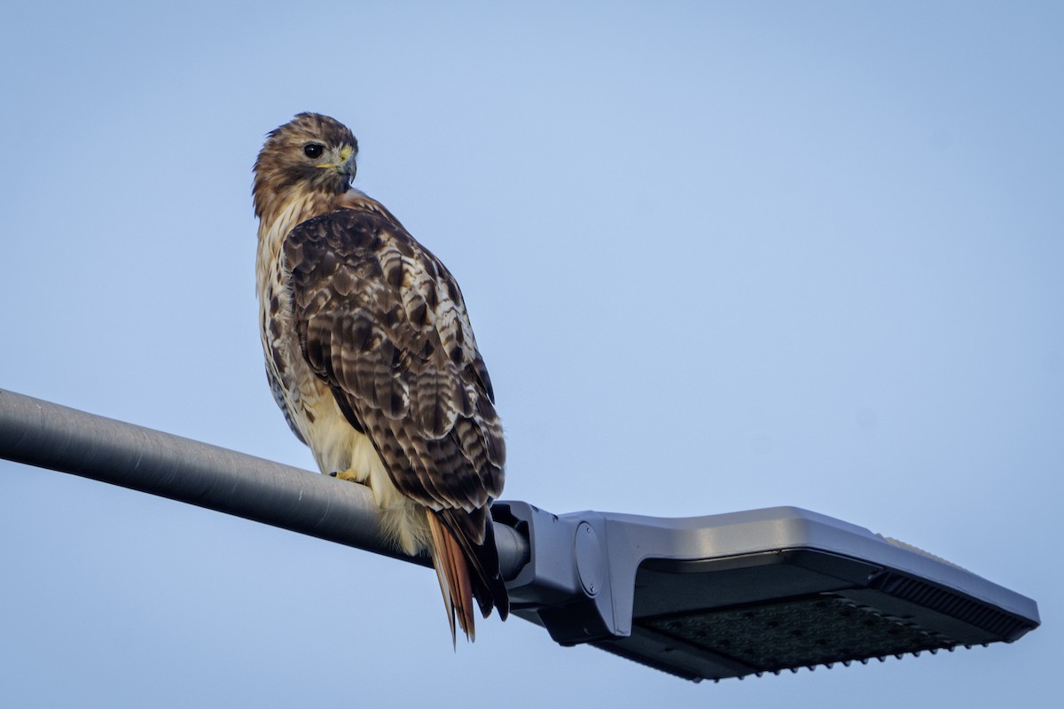 Red-tailed Hawk - ML622917310