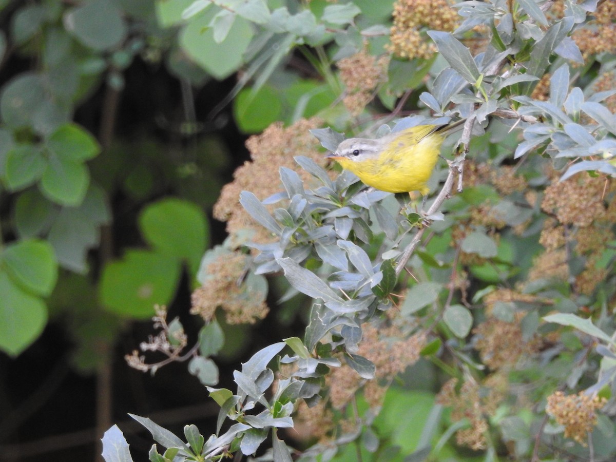 Gray-hooded Warbler - ML622917318