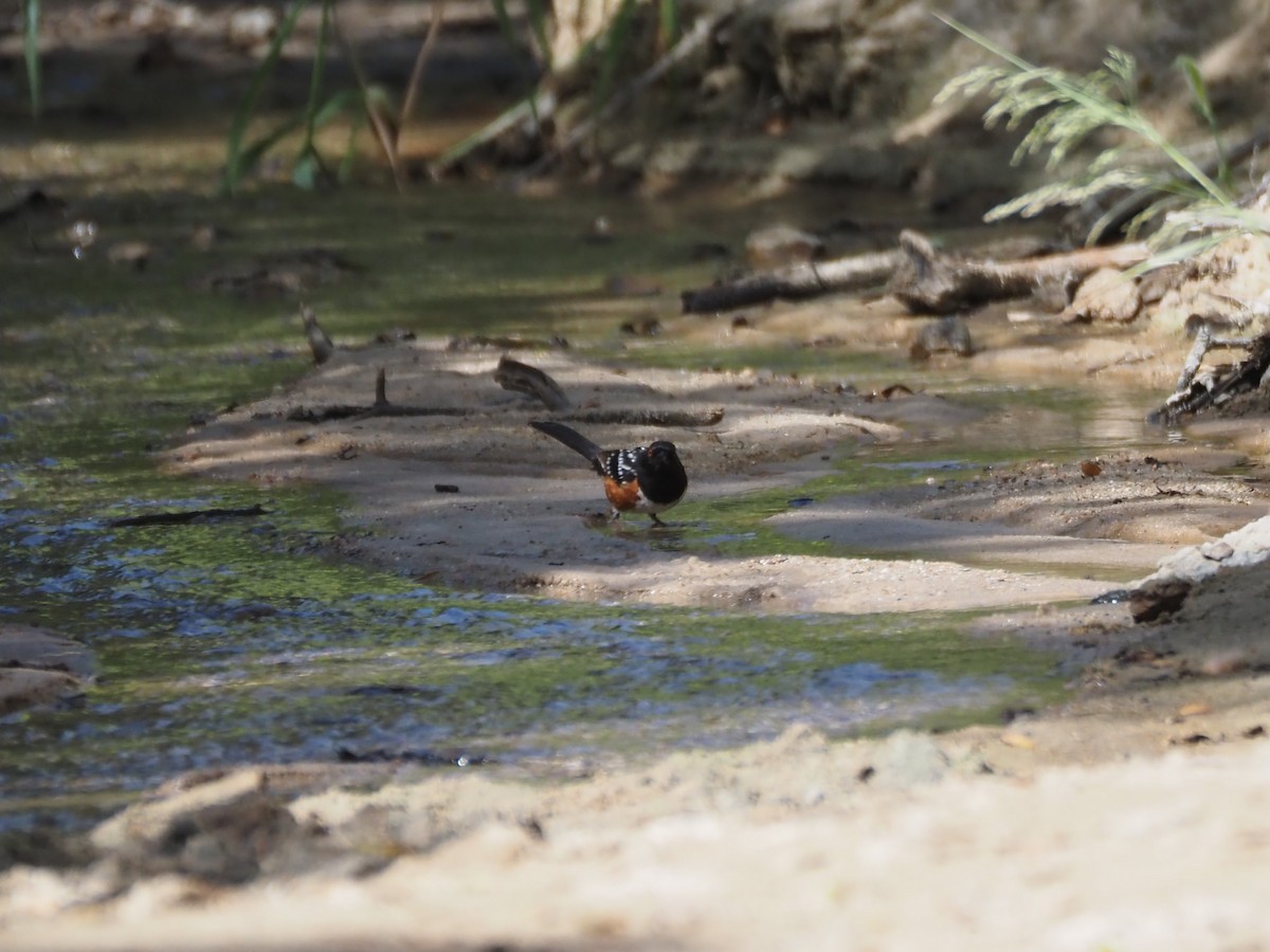 Spotted Towhee - ML622917319