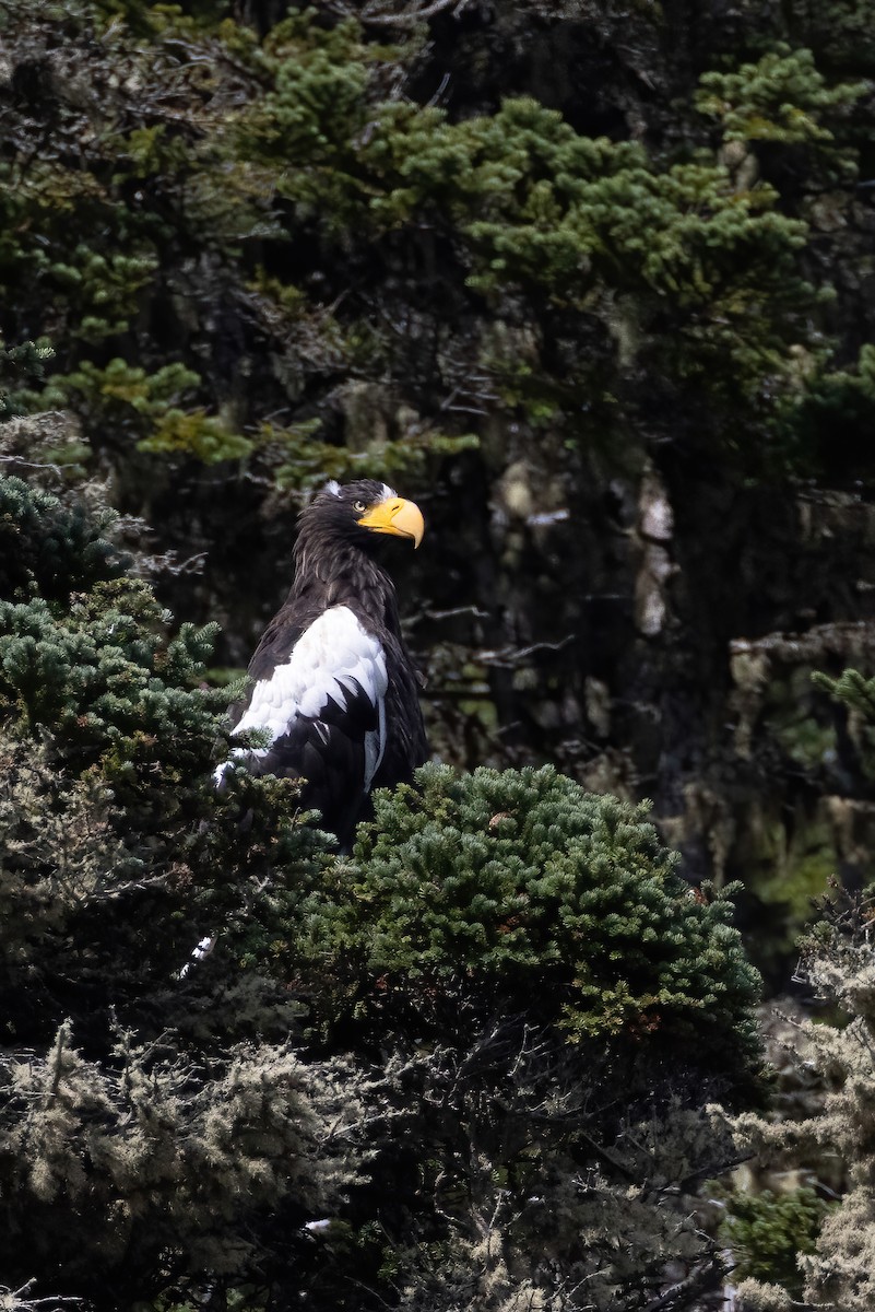 Steller's Sea-Eagle - ML622917454