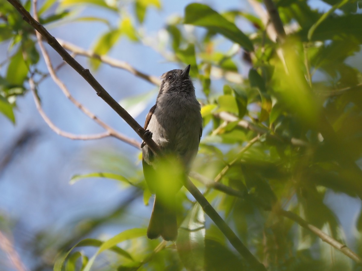 Oak Titmouse - ML622917464