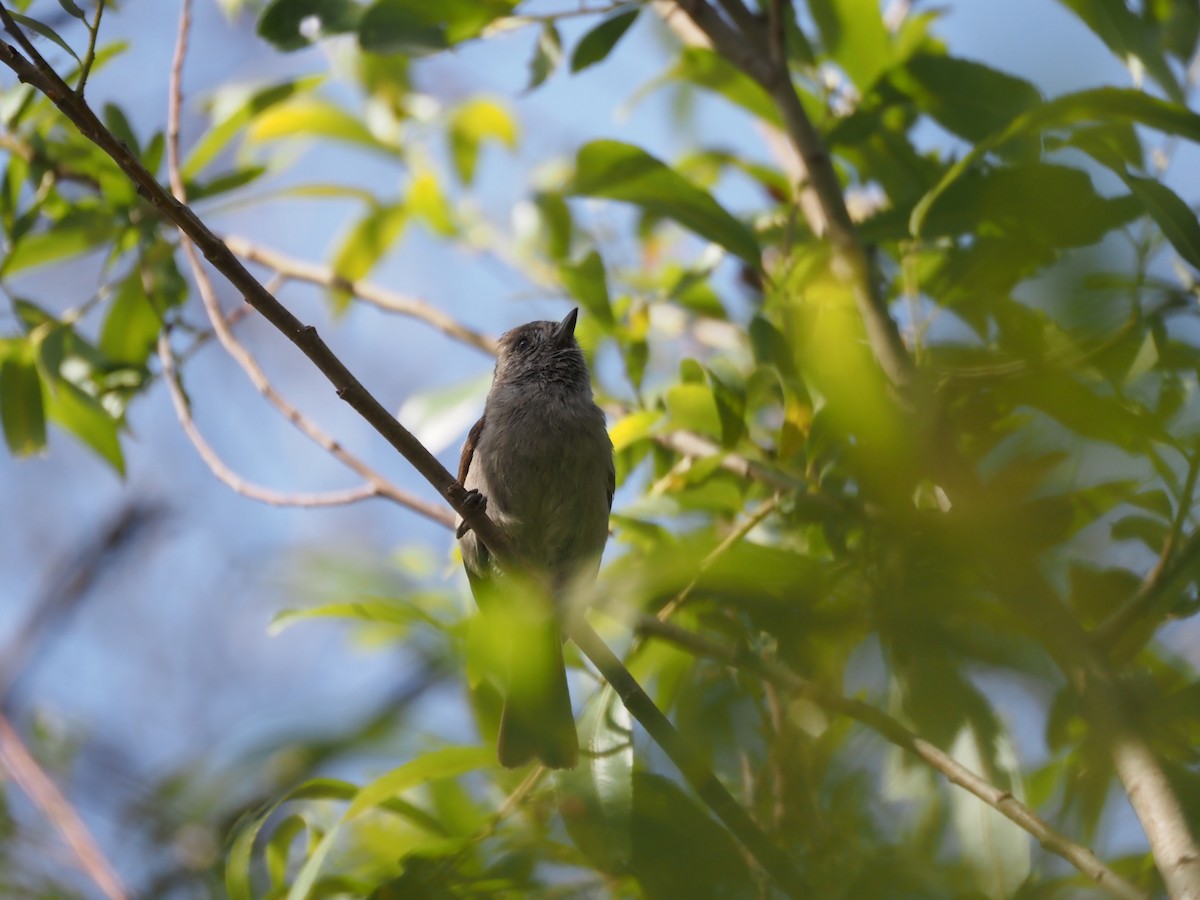 Oak Titmouse - ML622917466