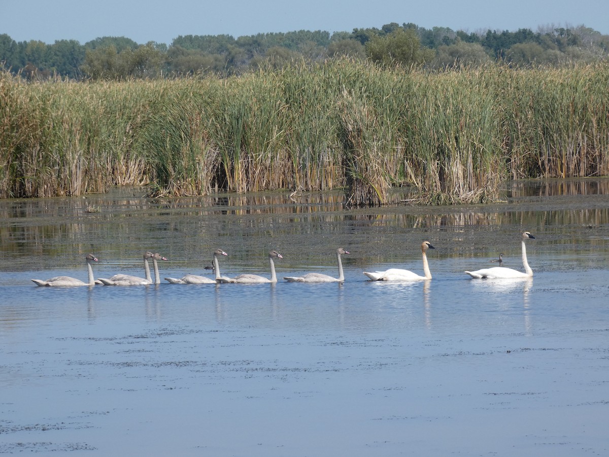 Trumpeter Swan - ML622917470