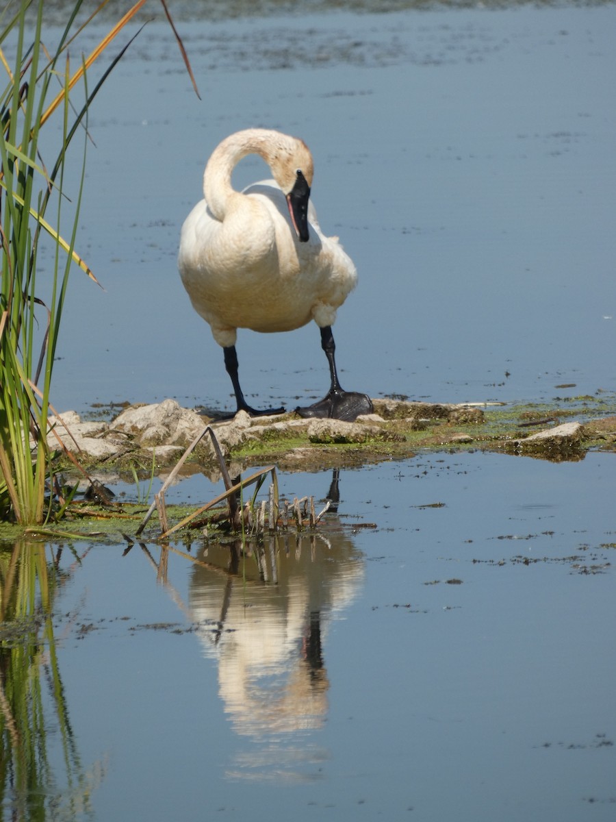 Trumpeter Swan - ML622917480