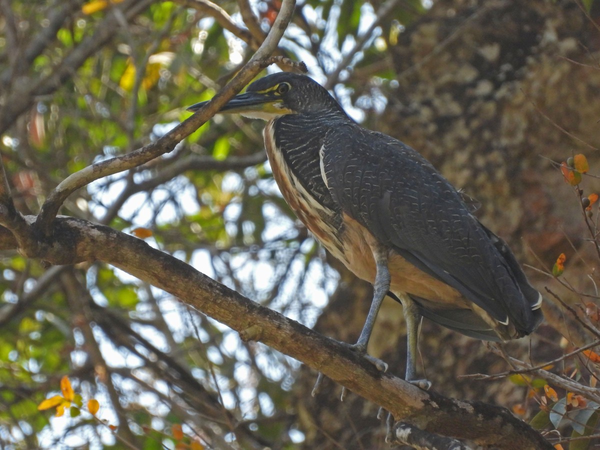 Fasciated Tiger-Heron - ML622917482