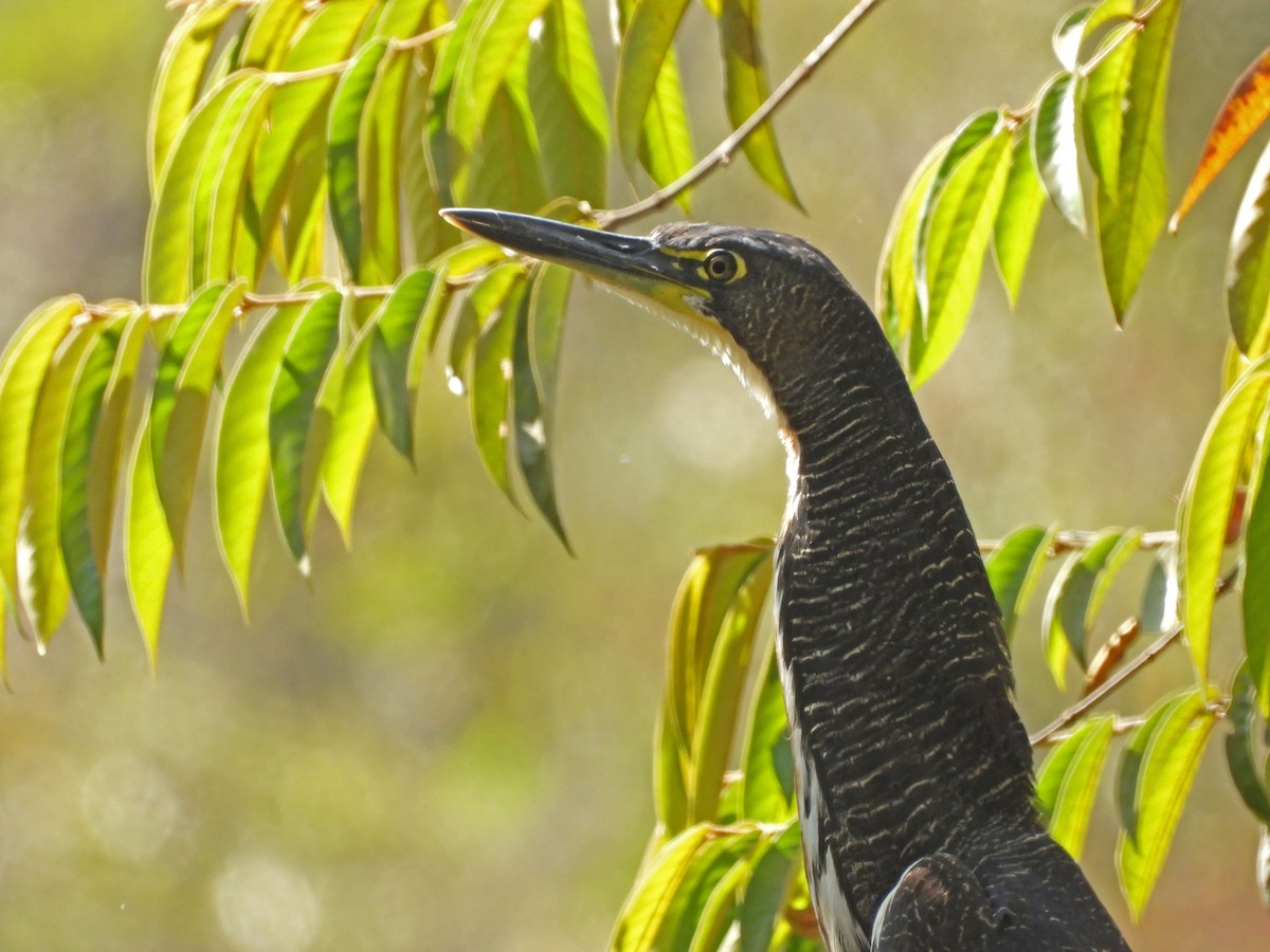 Fasciated Tiger-Heron - ML622917486