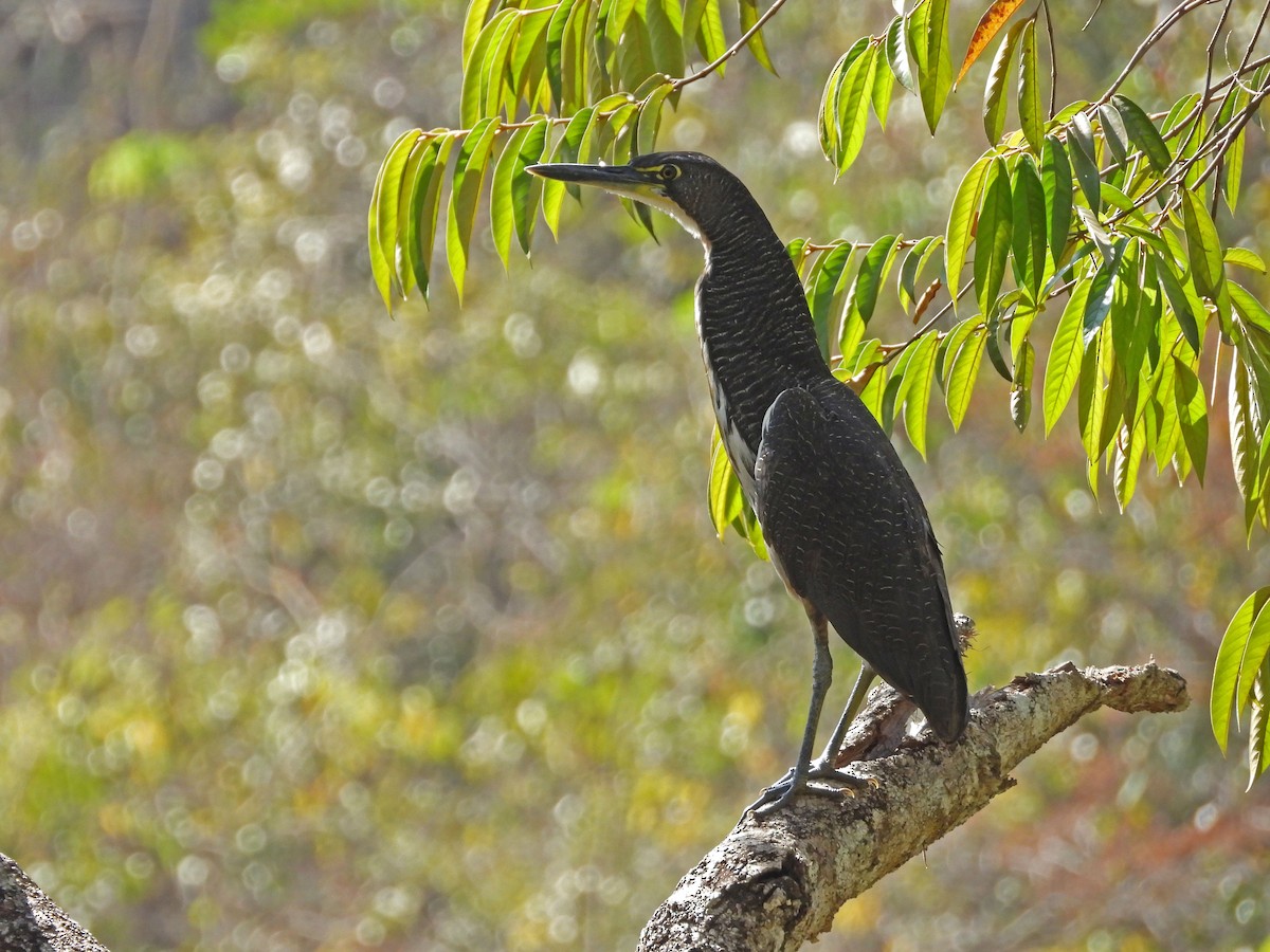 Fasciated Tiger-Heron - ML622917488