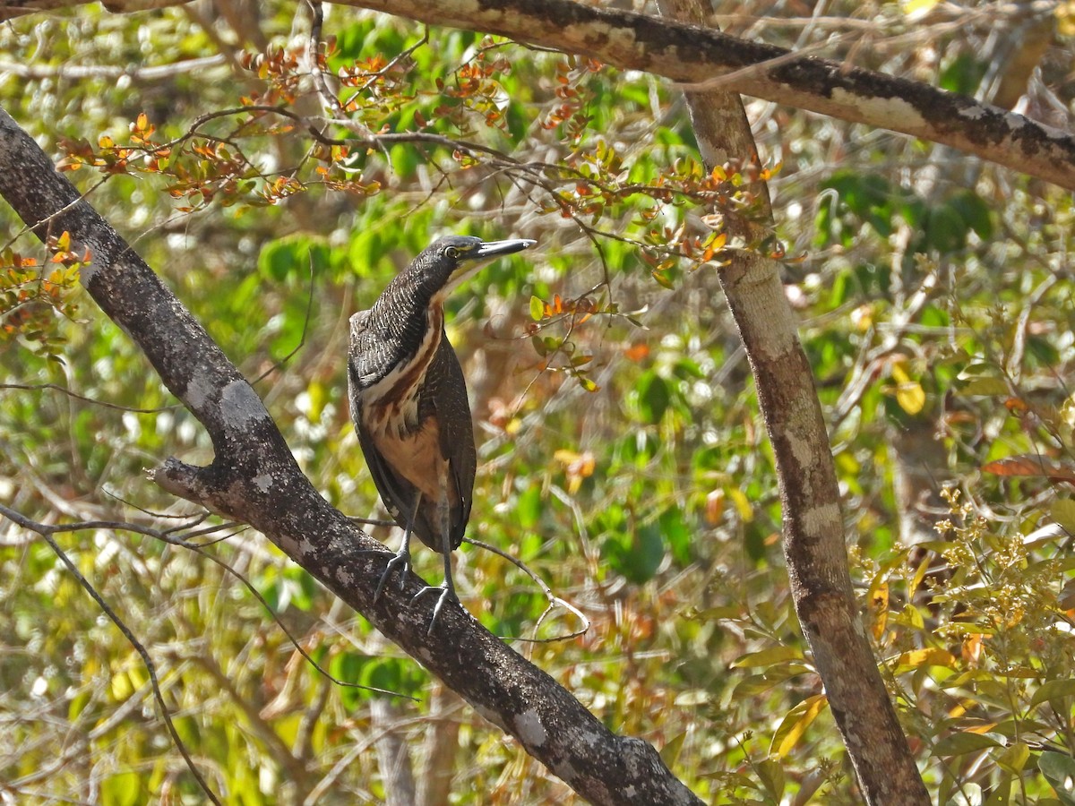 Fasciated Tiger-Heron - ML622917489