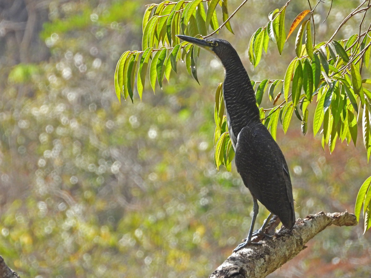 Fasciated Tiger-Heron - ML622917491