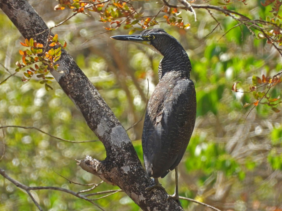 Fasciated Tiger-Heron - ML622917492