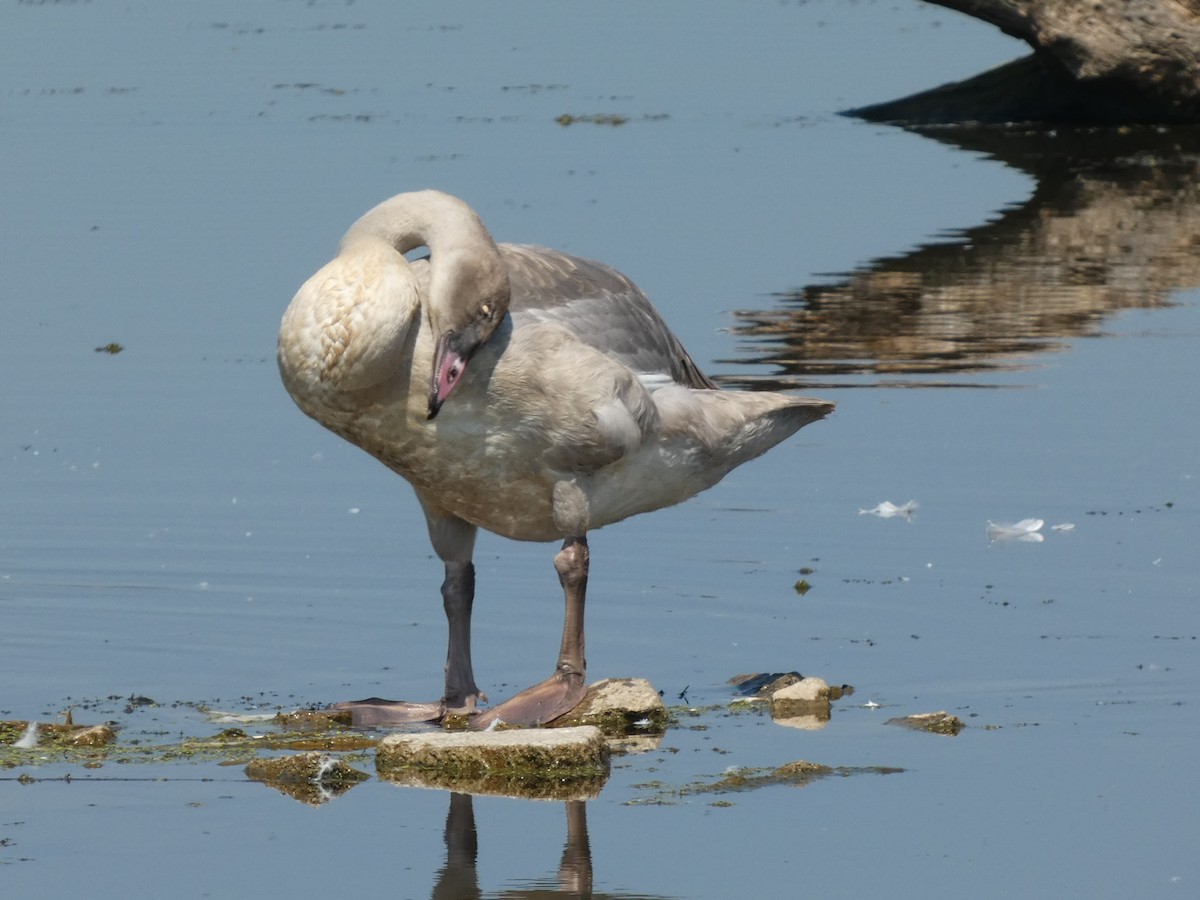 Trumpeter Swan - ML622917493