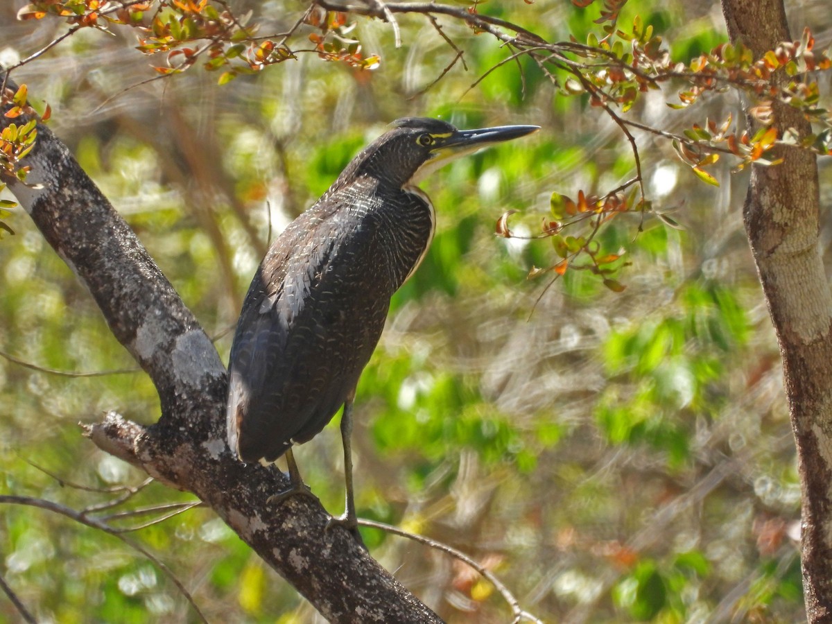 Fasciated Tiger-Heron - ML622917494