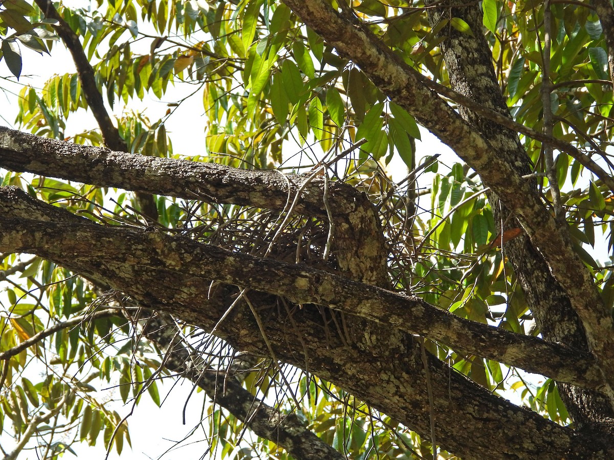 Fasciated Tiger-Heron - ML622917498