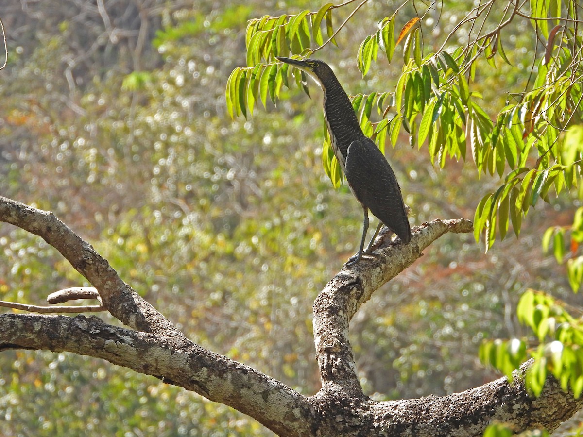 Fasciated Tiger-Heron - ML622917499