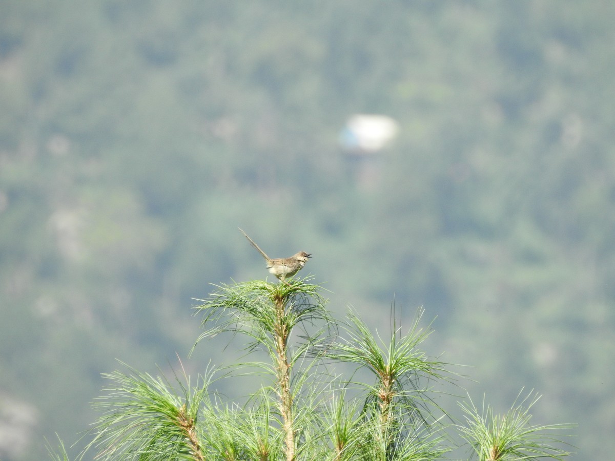 Himalayan Prinia - ML622917504