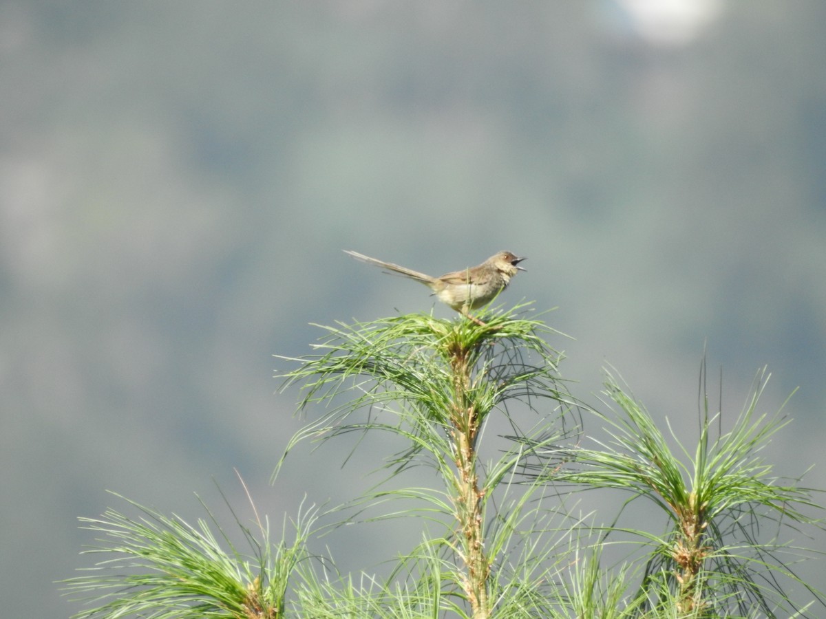 Himalayan Prinia - ML622917505