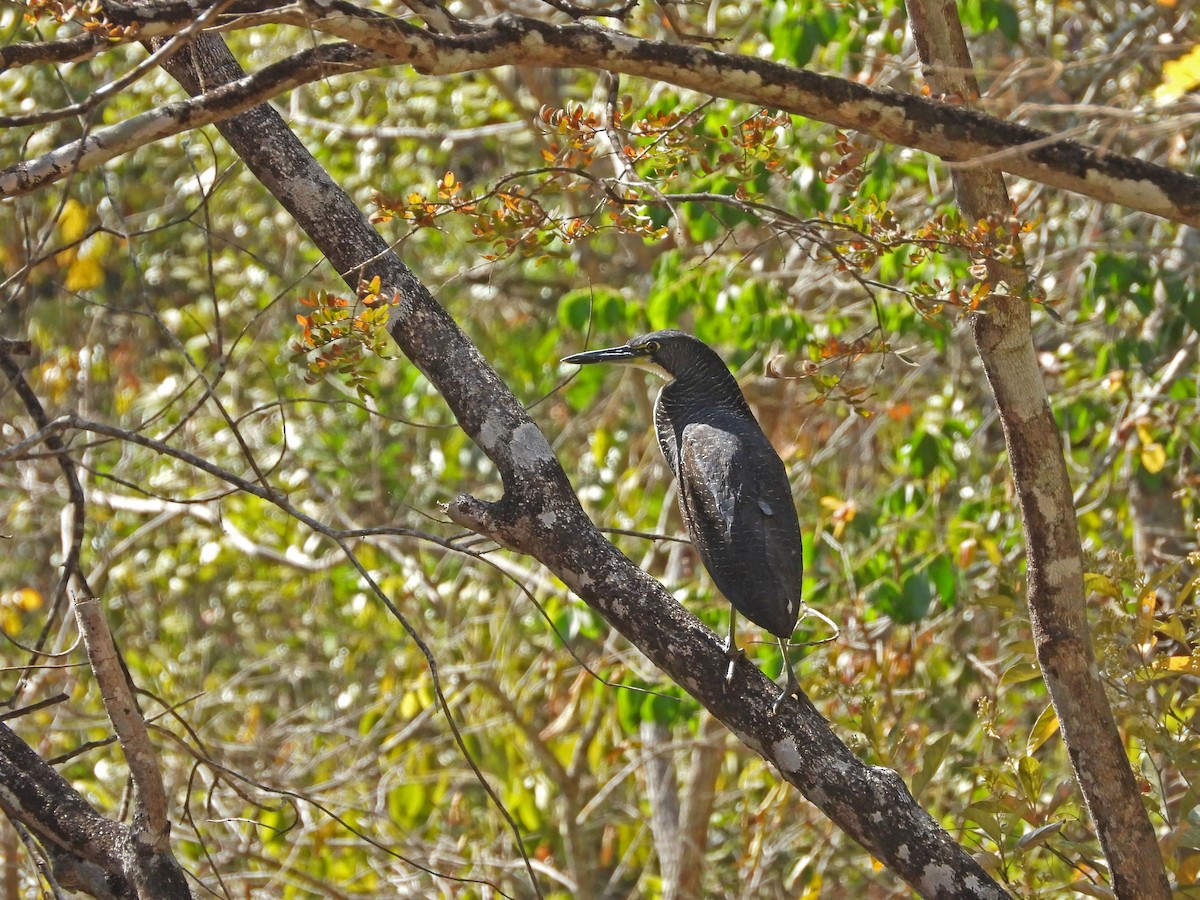 Fasciated Tiger-Heron - ML622917506