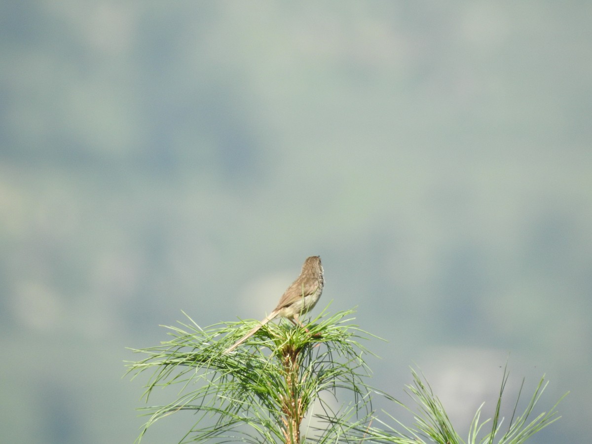 Himalayan Prinia - ML622917507