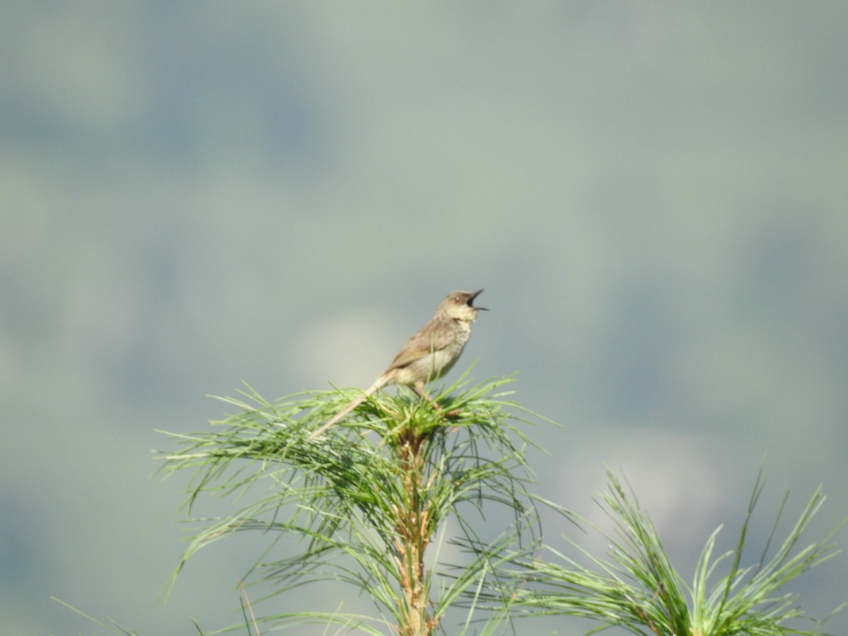 Himalayan Prinia - ML622917508