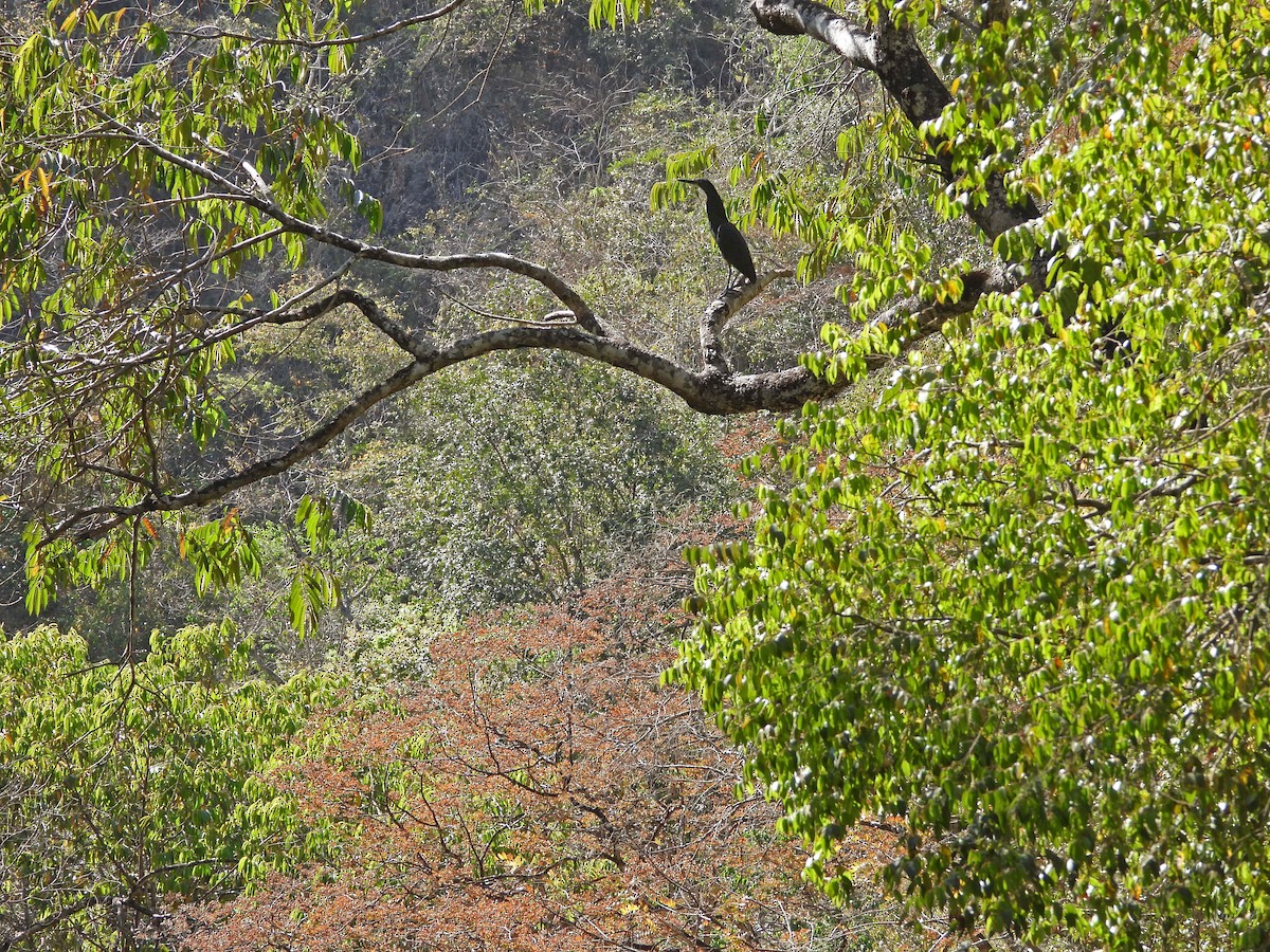 Fasciated Tiger-Heron - ML622917512