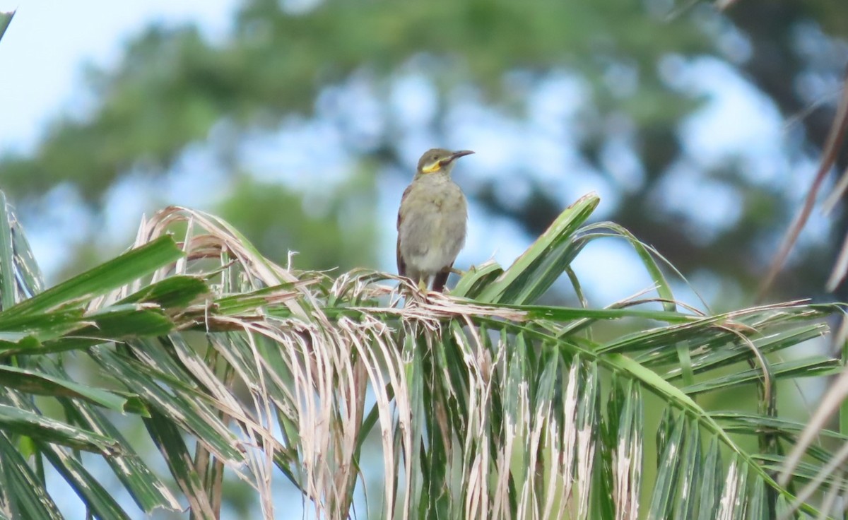 Eastern Wattled-Honeyeater - ML622917516