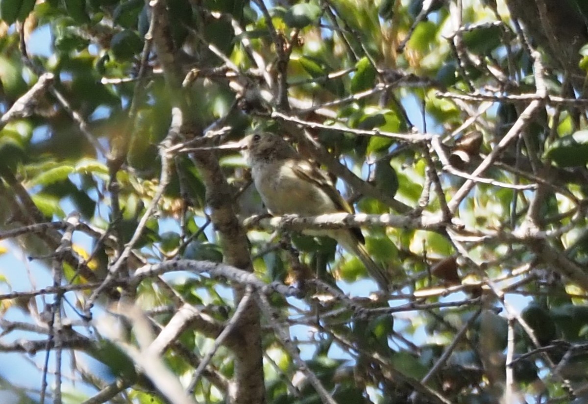 Hutton's Vireo - Uma Sachdeva