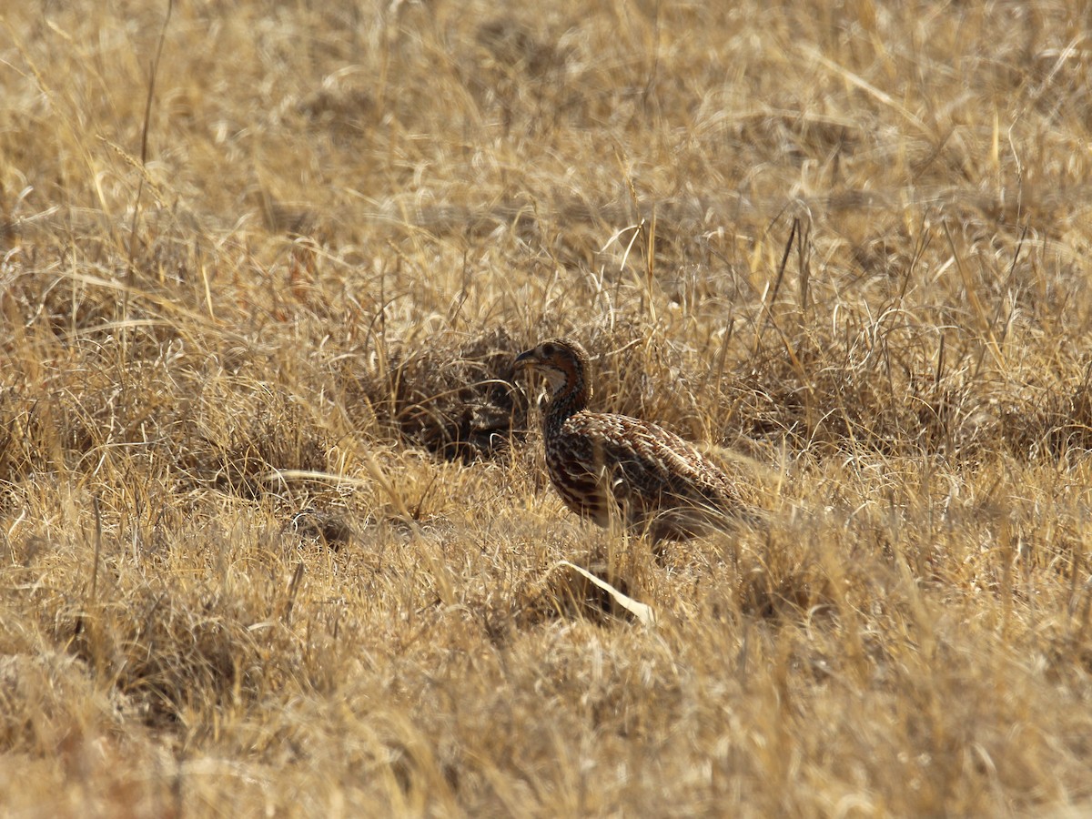 Orange River Francolin - ML622917611