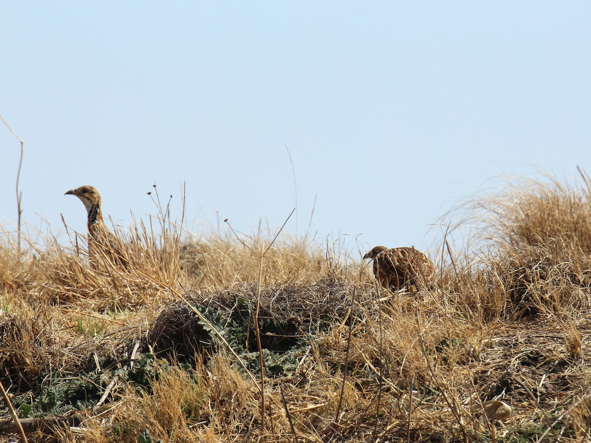 Orange River Francolin - ML622917612