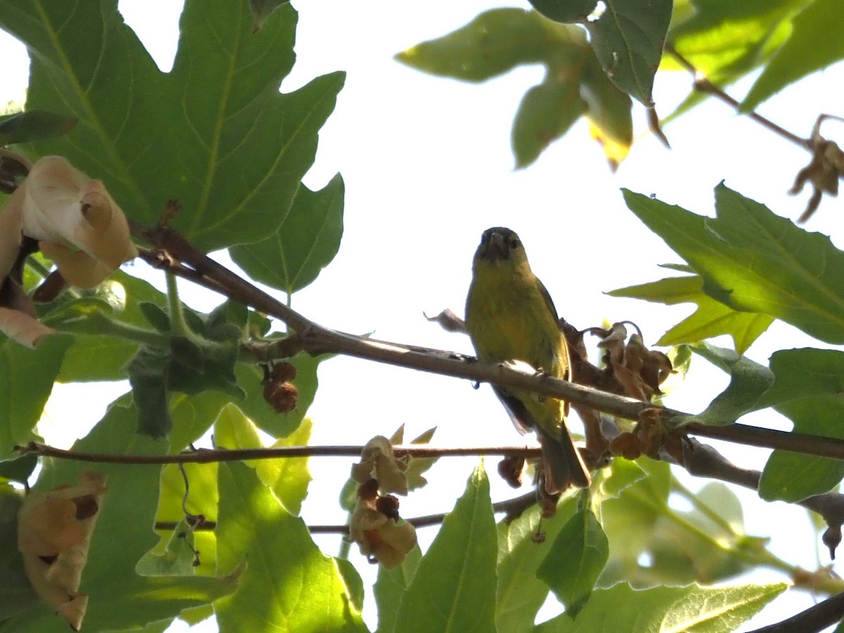 Orange-crowned Warbler - Uma Sachdeva