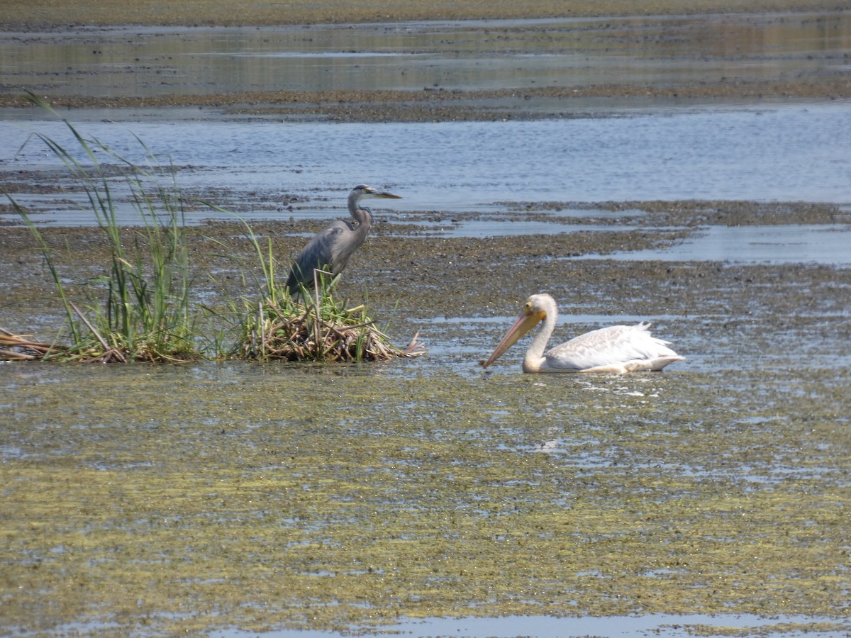 Great Blue Heron - ML622917722