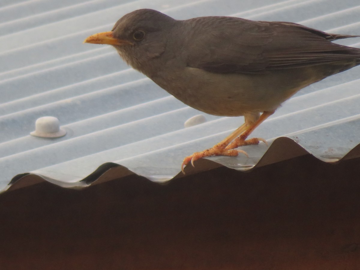 Karoo Thrush - ML622917728