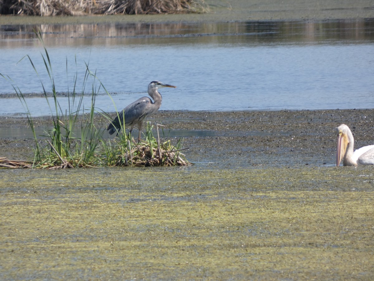 Great Blue Heron - ML622917733