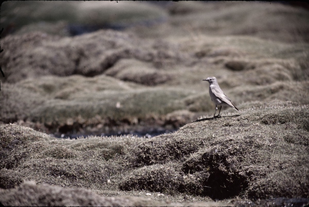 Puna Ground-Tyrant - ML622917791