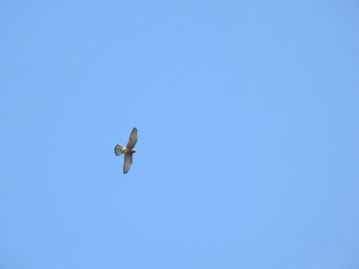 Spotted Kestrel - ML622917821