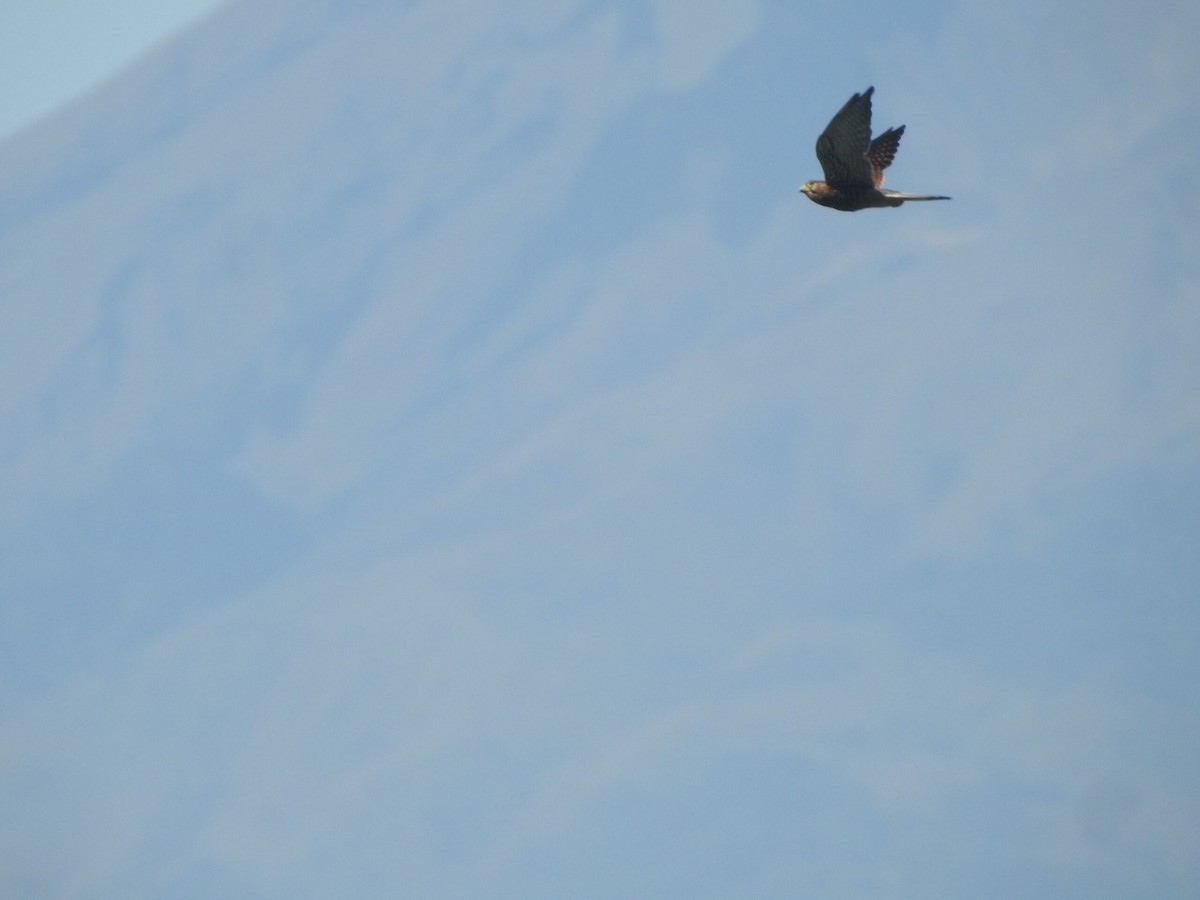 Spotted Kestrel - Muhammad Nafis Ufsi