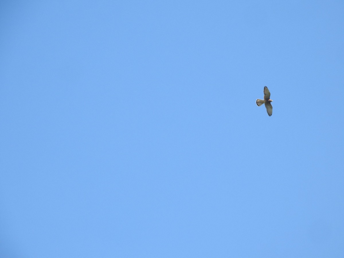 Spotted Kestrel - ML622917844