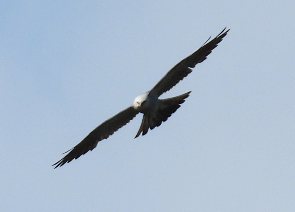 Mississippi Kite - ML622917876